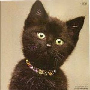 Meet your Posher, Bea